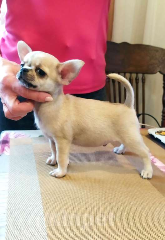 Собаки в Москве: супер мальчишка чихуахуа Мальчик, 50 000 руб. - фото 5