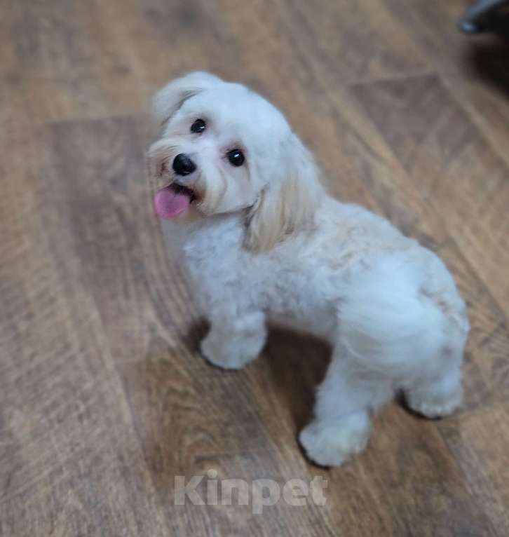 Собаки в Москве: Мальчик Мальтипу  Мальчик, 50 000 руб. - фото 5