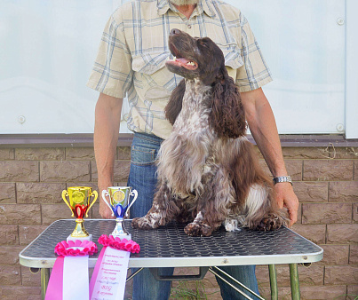 Английского кокера щенок