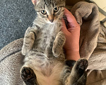 Кошки в Москве: Смоки ищет дом Мальчик, Бесплатно - фото 2