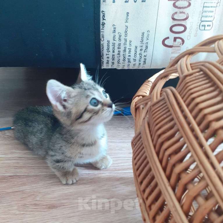 Кошки в Москве: Котенок Манчкин коротколапый Мальчик, Бесплатно - фото 2