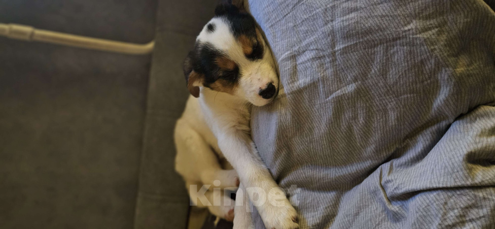 Собаки в Москве: Маленькая путешественница Девочка, Бесплатно - фото 7