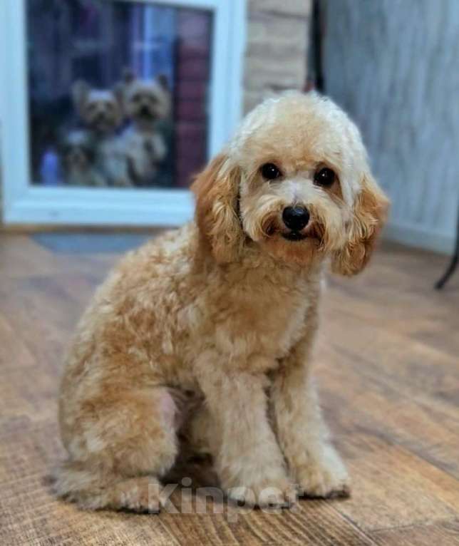 Собаки в Москве: Мальчик Тэдди пудель  Мальчик, 60 000 руб. - фото 6