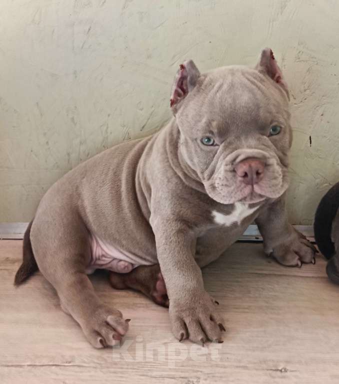 Собаки в Москве: Супер Американский Булли Микро Мальчик, 90 000 руб. - фото 5