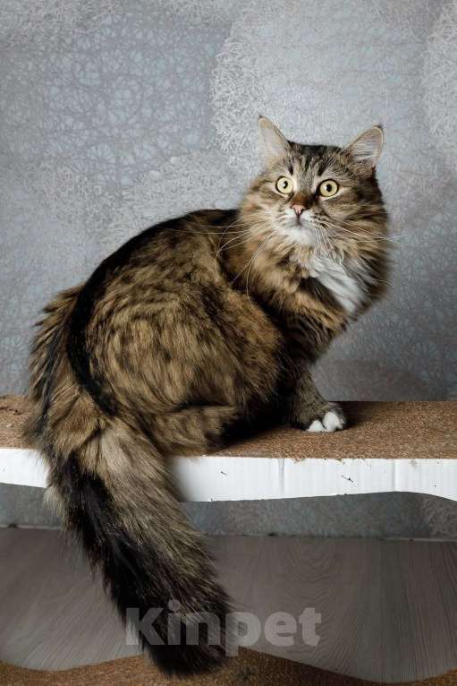 Кошки в Москве: Сибирская кошка-красавица Алиса в дар Девочка, 1 руб. - фото 8