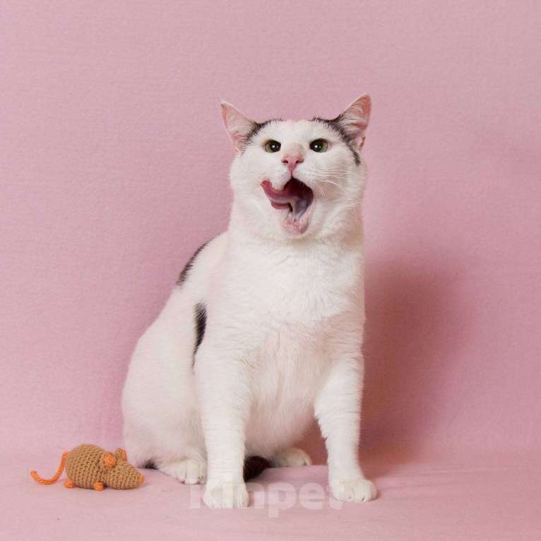 Кошки в Москве: Саввушка — будущая звезда интернета и вашей семьи! Мальчик, 888 руб. - фото 5