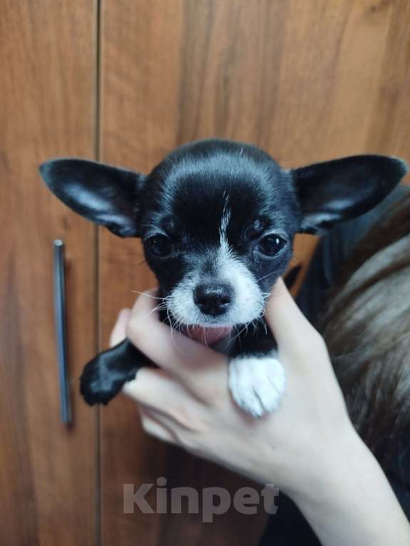 Собаки в Москве: Щенок чихуахуа Девочка, 27 000 руб. - фото 2