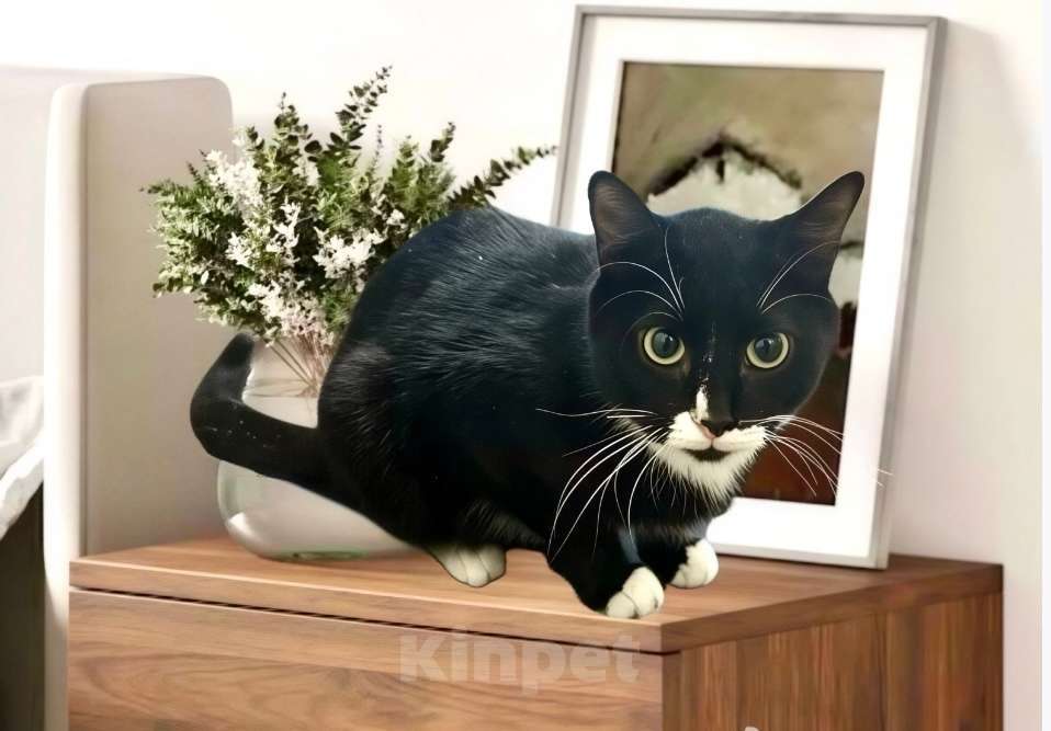 Кошки в Санкт-Петербурге: Кошечка Кайси 1 год, стерилизована Девочка, Бесплатно - фото 2