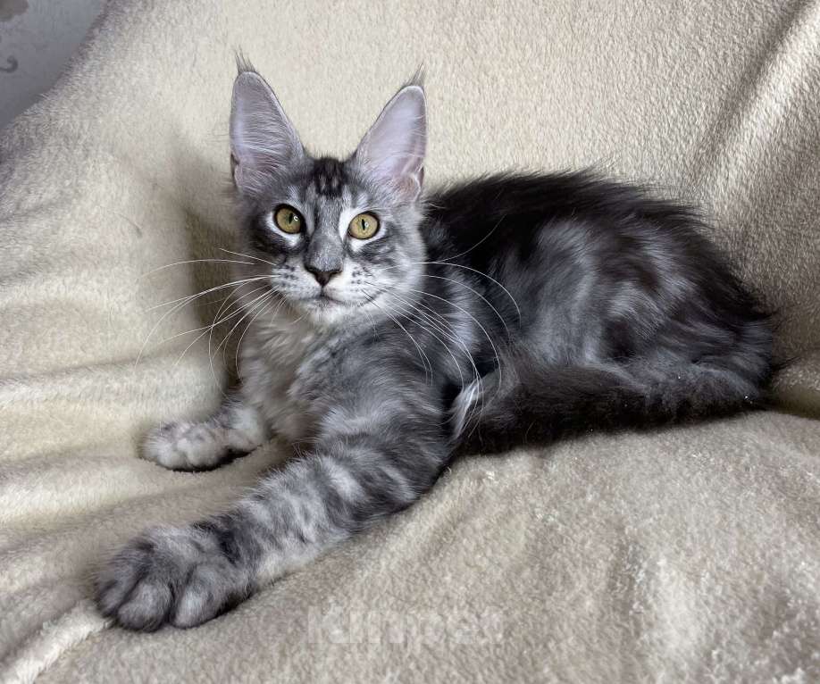 Кошки в Дмитрове: Черная серебристая мраморная девочка мейн кун Roberta Девочка, 30 000 руб. - фото 4