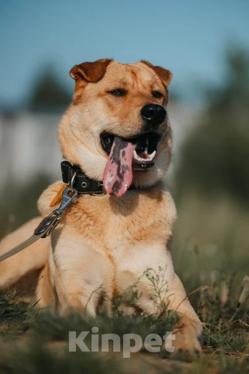 Собаки в Бору: Метис шарпея в добрые руки Мальчик, Бесплатно - фото 1