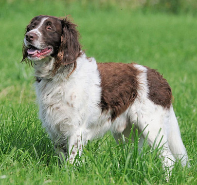 Большой мюнстерлендер