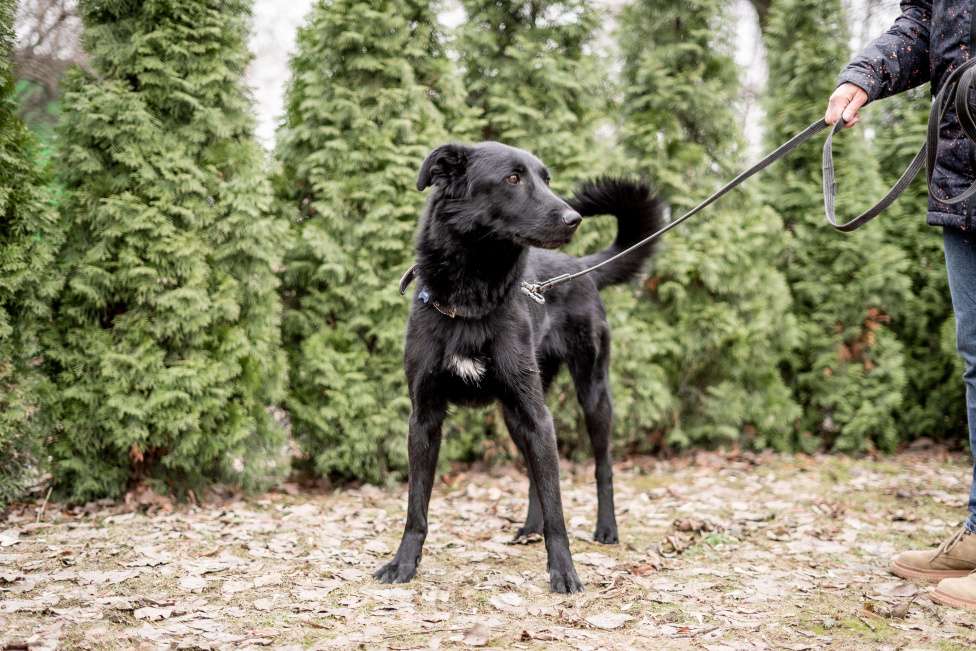 Собаки в Москве: Много прошел, а дома так и нет Мальчик, Бесплатно - фото 4