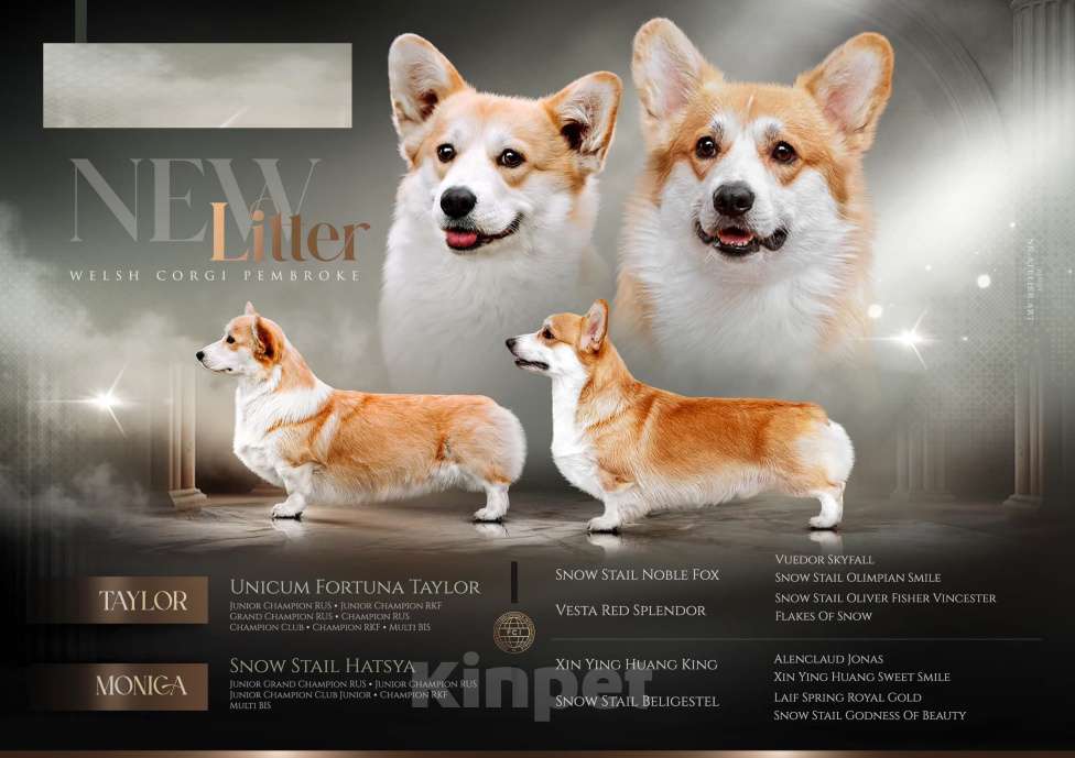 Собаки в Кемерово: Щенки вельш корги пемброк, девочка Девочка, 80 000 руб. - фото 1