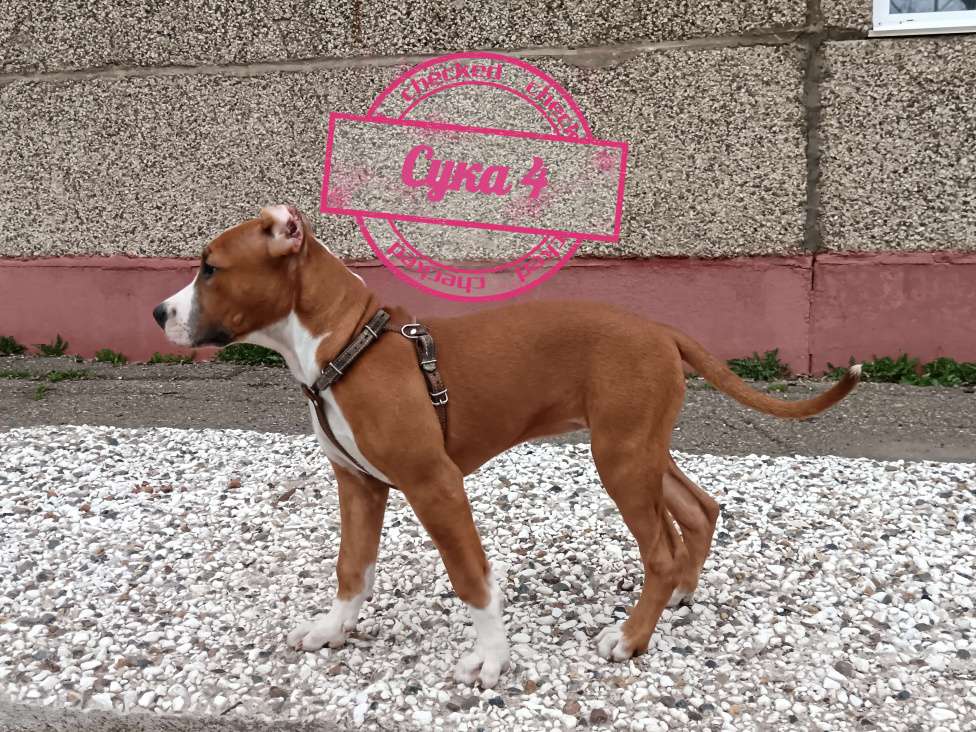 Собаки в Томске: Щенки Американский стафордширский терьер  Девочка, 25 000 руб. - фото 4