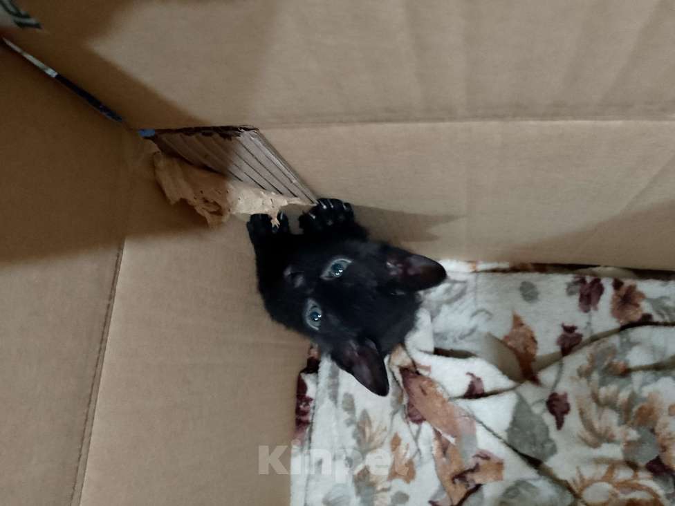 Кошки в Ростове-на-Дону: Котенок кошечка, чёрная  Девочка, Бесплатно - фото 2