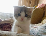 Кошки в Ростове-на-Дону: Шотландские девочки 2 котенка Девочка, 1 000 руб. - фото 2