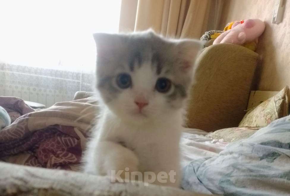 Кошки в Ростове-на-Дону: Шотландские девочки 2 котенка Девочка, 1 000 руб. - фото 2