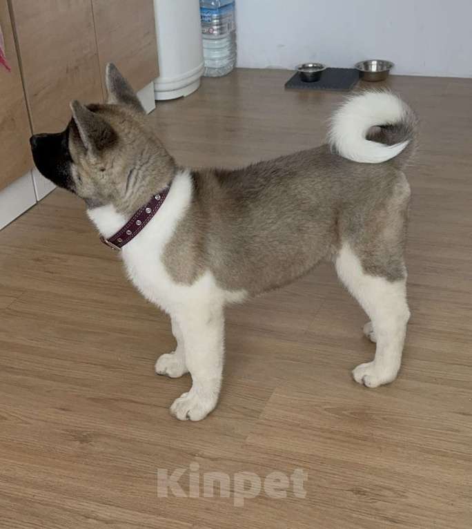 Собаки в Челябинске: Продам щенка Американской акиты Девочка, 25 000 руб. - фото 2