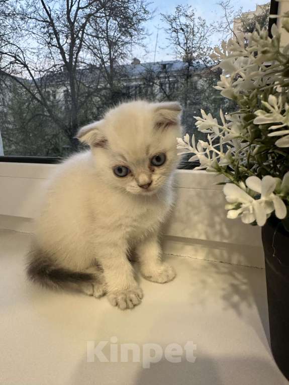 Кошки в Люберцах: Котята британцы Мальчик, 6 000 руб. - фото 2