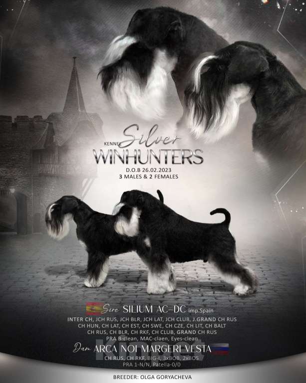 Собаки в Зеленоградске: Цвергшнауцеры щеночки ч/с питомник Мальчик, 60 000 руб. - фото 2