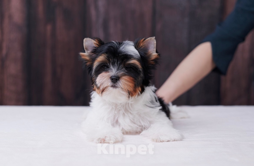 Собаки в Челябинске: Бивер терьер щенок , кобель Мальчик, 80 000 руб. - фото 1