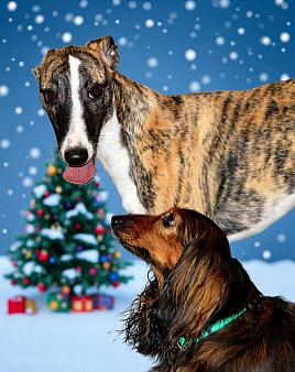 Тигровый уиппет