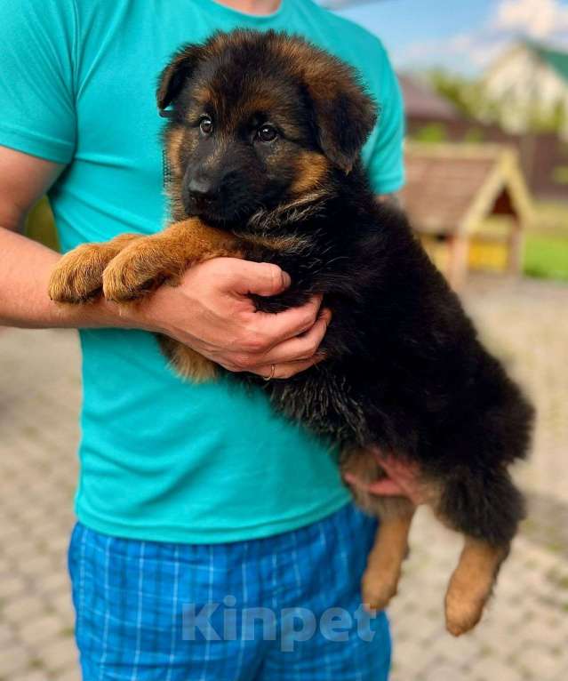 Собаки в Тосно: Щенки немецкой овчарки  Девочка, 35 000 руб. - фото 5