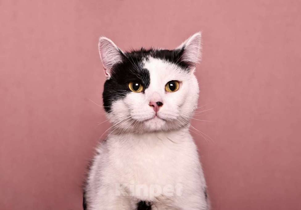 Кошки в Москве: Спокойный ласкуша котик Симба в дар Мальчик, 1 руб. - фото 8