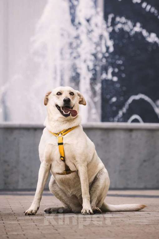 Собаки в Москве: Лабрадуринка Сия ищет дом Девочка, Бесплатно - фото 2