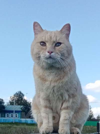 Кошки в Уфе: Боня Девочка, 10 000 руб. - фото 1