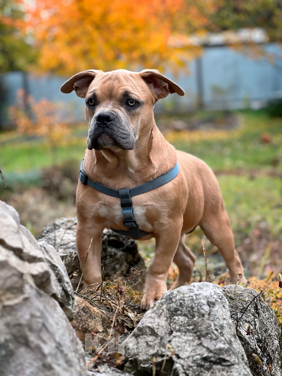 Собаки в Тольятти: Американский Булли (покет) Мальчик, 50 000 руб. - фото 4