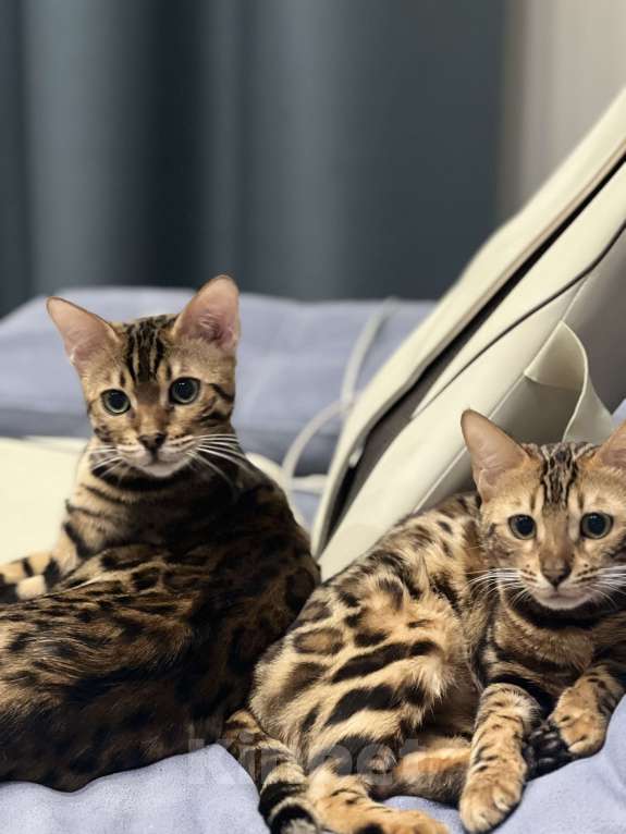 Кошки в Наро-Фоминске: Бенгальский кот . Вязка  Мальчик, 10 000 руб. - фото 2