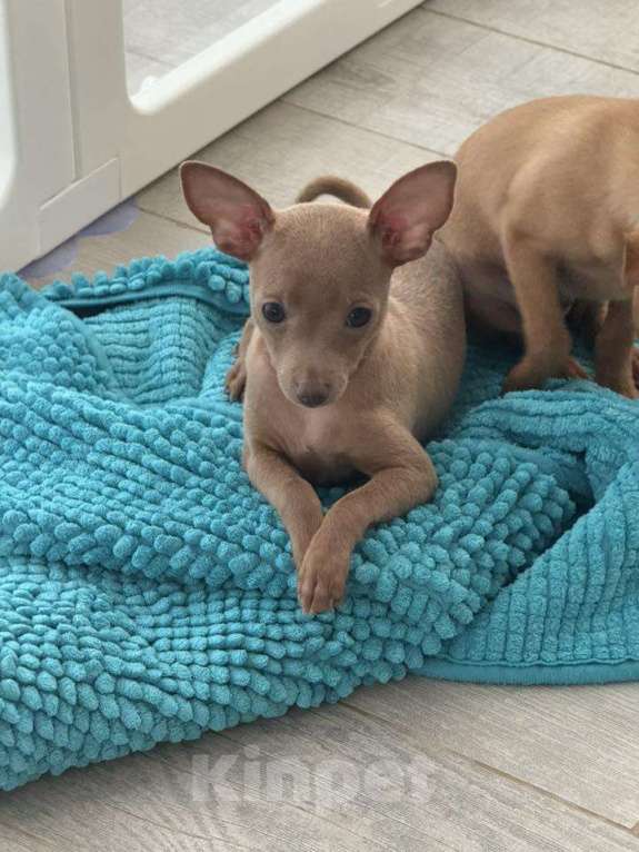 Собаки в других городах Московской области: Пражский крысарик Девочка, Бесплатно - фото 2