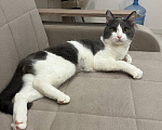 Кошки в Москве: Нежный котик Том в добрые руки Мальчик, Бесплатно - фото 7