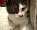 Кошки в Москве: Черно-белый котенок Тиша 3,5 мес Мальчик, 5 руб. - фото 3