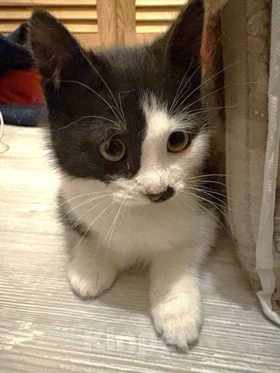 Кошки в Москве: Черно-белый котенок Тиша 3,5 мес Мальчик, 5 руб. - фото 3