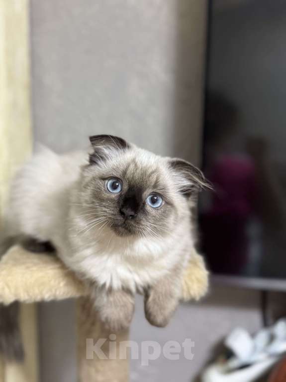 Кошки в Москве: Невские маскарадные котята Мальчик, 22 000 руб. - фото 5