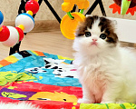 Кошки в Иркутске: Шотландские котята  Мальчик, Бесплатно - фото 1