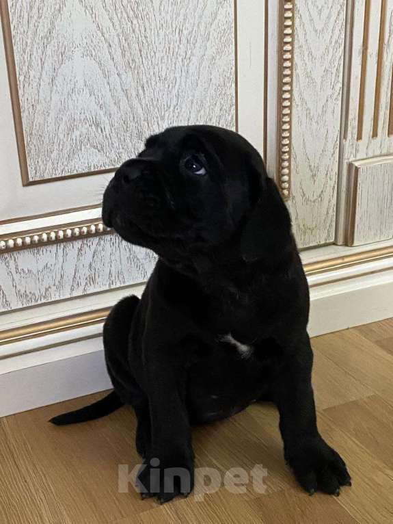 Собаки в Москве: Щенки Кане Корсо Мальчик, 70 000 руб. - фото 3