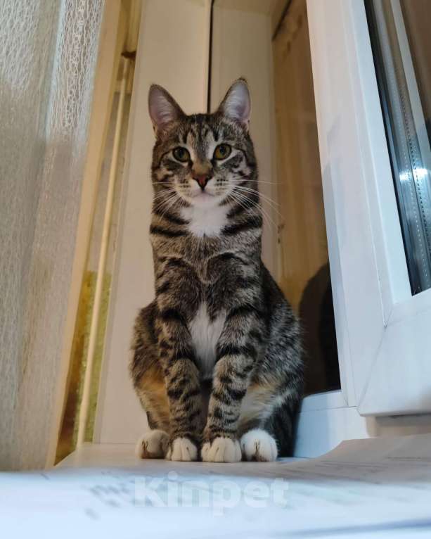 Кошки в Москве: Домашнего котёнка спустя полгода выбрасывают на улицу 🆘️ Срочный поиск дома! Мальчик, Бесплатно - фото 2