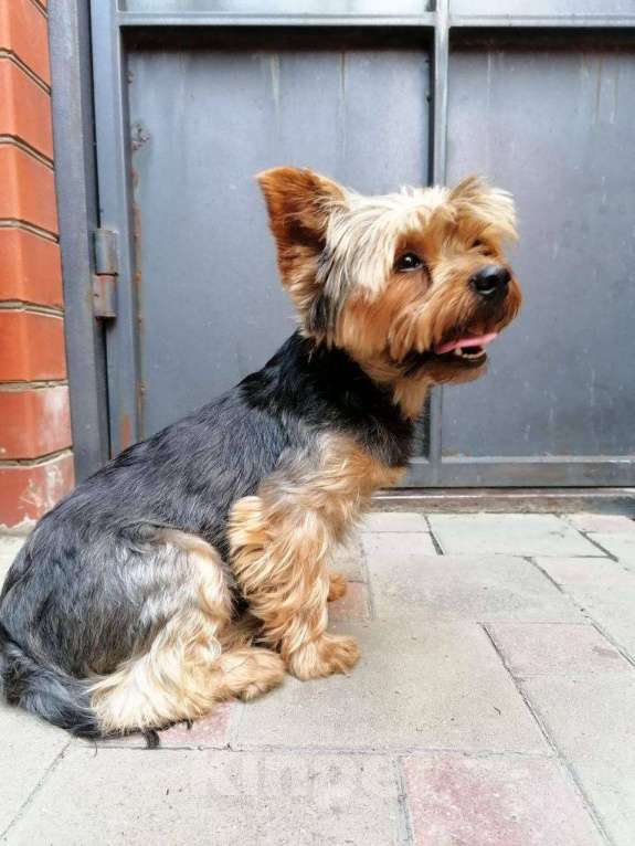 Собаки в Анапе: Найден взрослый кобель йоркширского терьера  Мальчик, Бесплатно - фото 3