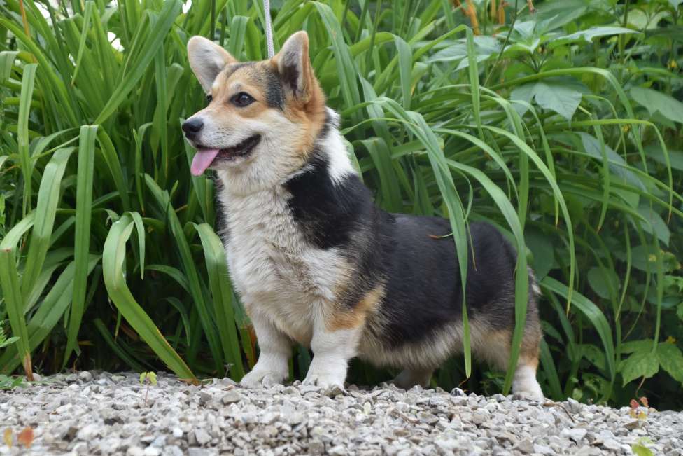 Собаки в Самаре: Вельш корги пемброк Девочка, Бесплатно - фото 2