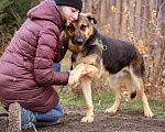 Собаки в Москве: Метис. Очень добрый и человеко-ориентированный мальчик Мальчик, Бесплатно - фото 2
