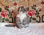 Кошки в Москве: Глазастое чудо Пушок, милый домашний котенок в добрые руки, Бесплатно - фото 3