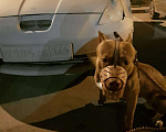 Собаки в Тюмени: Вязка !!!, 1 000 руб. - фото 5