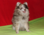 Собаки в Санкт-Петербурге: щенок немецкого цвергшпица на продажу Девочка, 50 000 руб. - фото 1