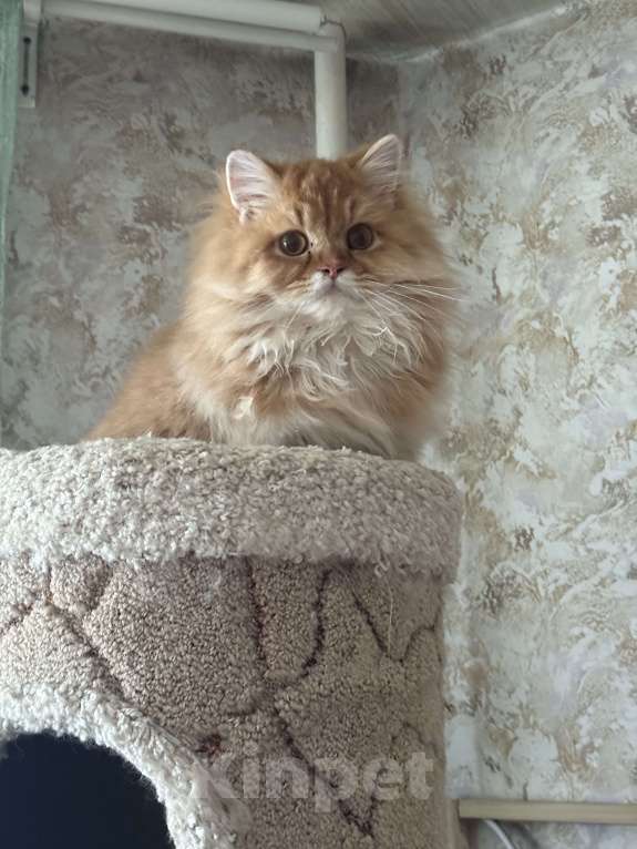 Кошки в Люберцах: Шотландские котята Мальчик, Бесплатно - фото 4