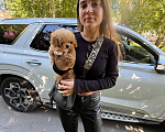 Собаки в Нижнем Новгороде: Мальтипу Девочка, 180 000 руб. - фото 4