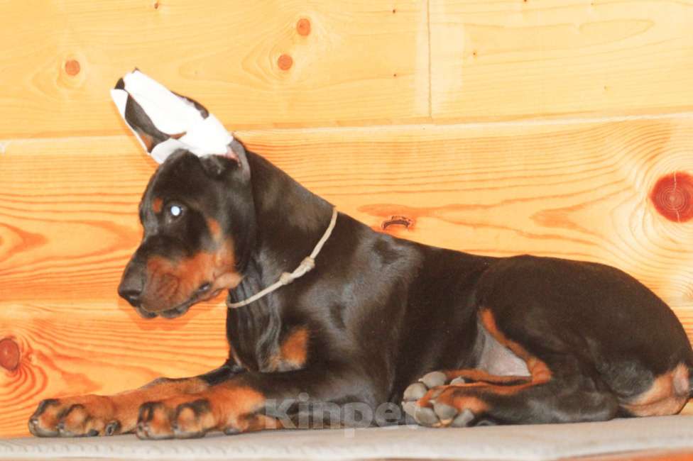 Собаки в других городах Ленинградской области: Щенок добермана Мальчик, 140 000 руб. - фото 2