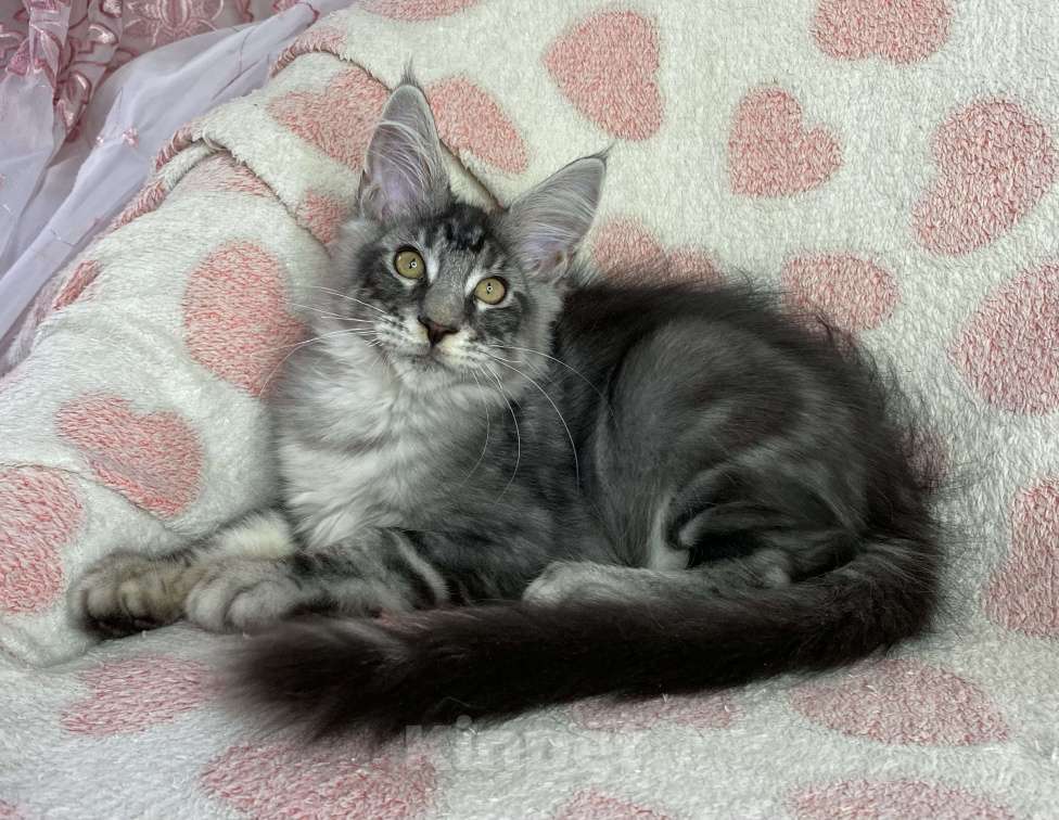 Кошки в Дмитрове: Черный серебристый мраморный мальчик мейн кун Zherom Мальчик, 35 000 руб. - фото 4